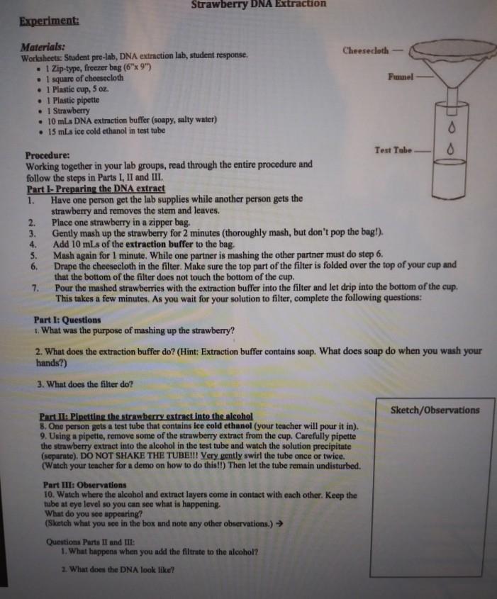 Strawberry Dna Extraction Experiment Cheesecloth Chegg Com