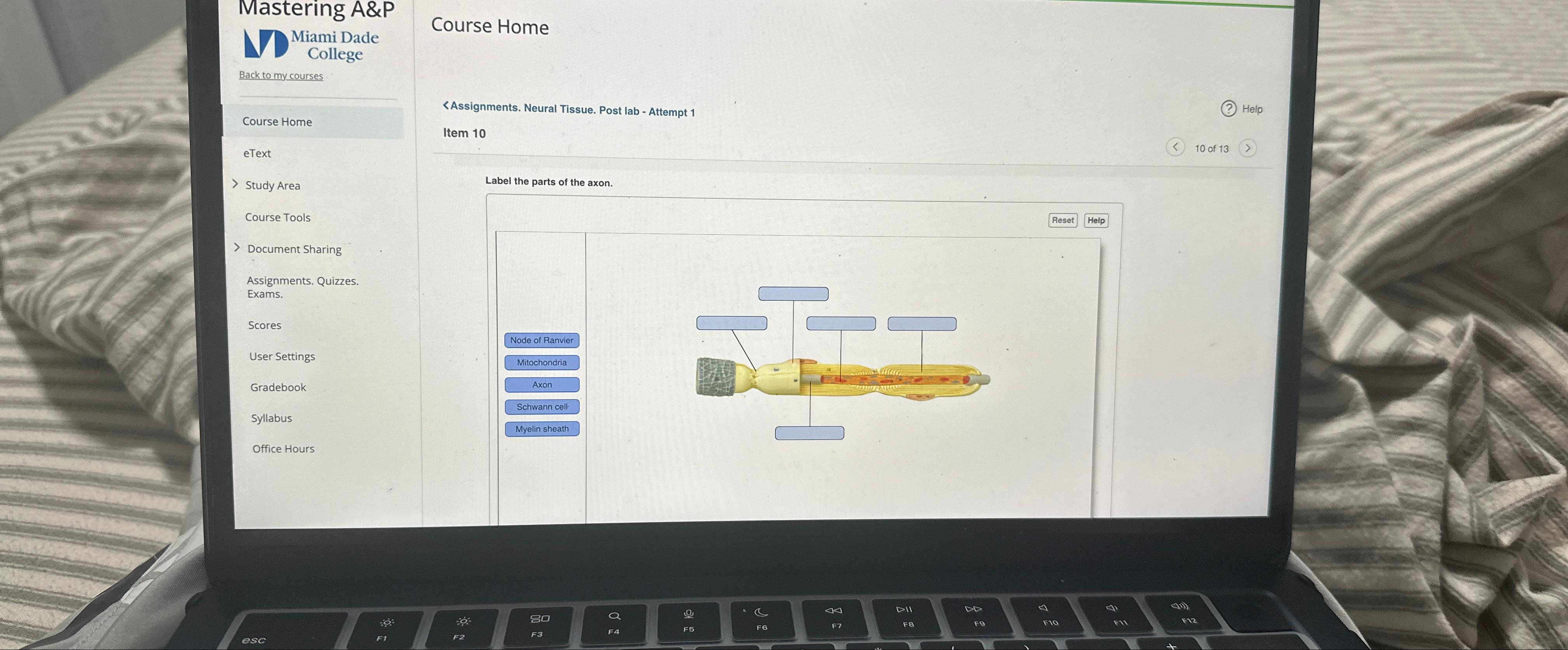 Solved Label the parts of the axon | Chegg.com