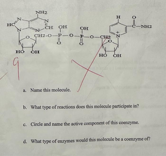 Solved B. What Type Of Reactions Does This Molecule | Chegg.com