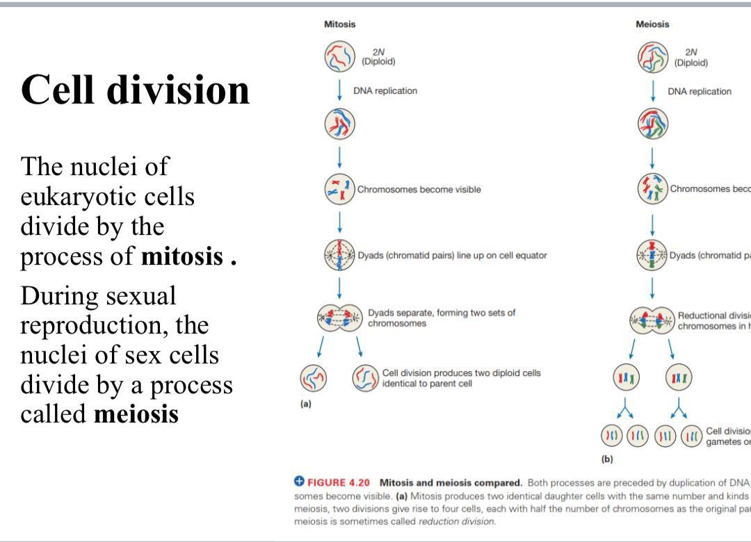 Solved Mitosis Meiosis 2N (Diploid) 2N (Diploid) Cell | Chegg.com