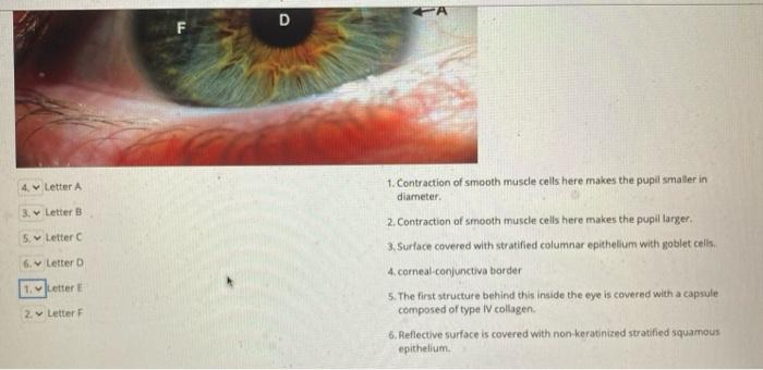Solved Match the letters labeling structures in this image | Chegg.com