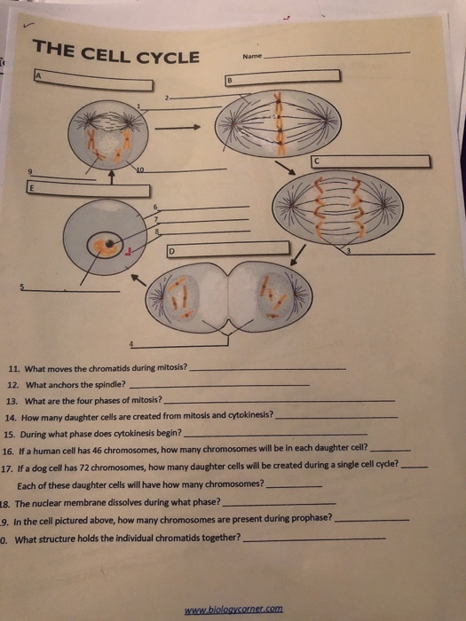 Solved THE CELL CYCLE 11. What moves the chromatids during | Chegg.com