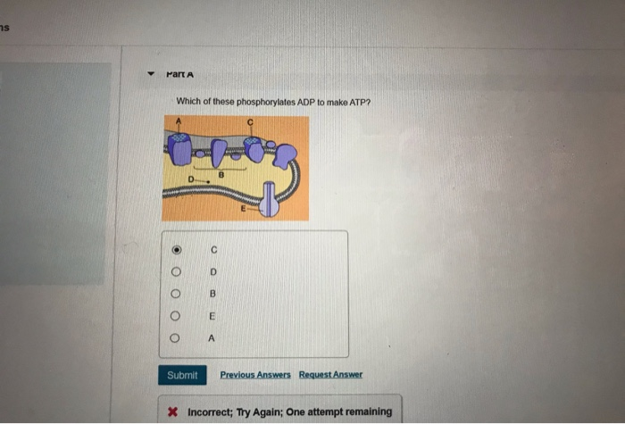 Solved Part A Which of these phosphorylates ADP to make ATP? | Chegg.com