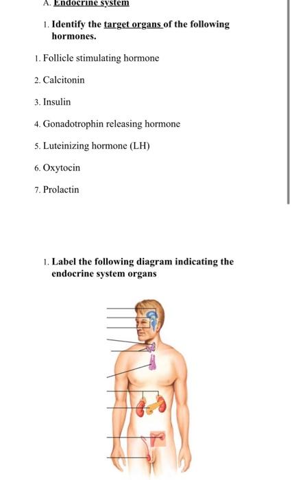 Solved A. Endocrine system 1. Identify the target organs of | Chegg.com