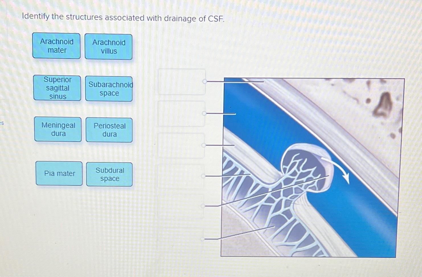 Solved Identify the structures associated with drainage of