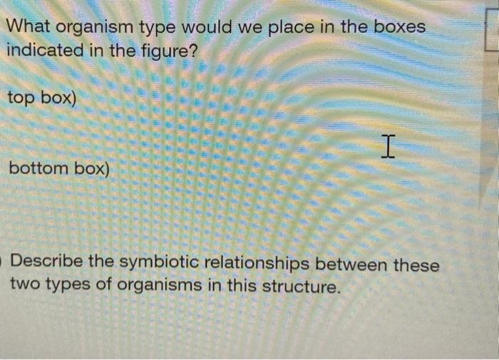 What organism type would we place in the boxes indicated in the figure? top box) I bottom box) Describe the symbiotic relatio