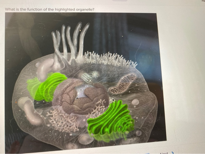 Solved What is the function of the highlighted organelle? | Chegg.com