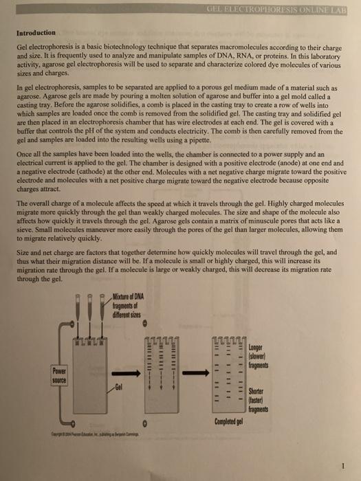 GEL ELECTROLLORESIS ONLINE LAB Introduction Gel