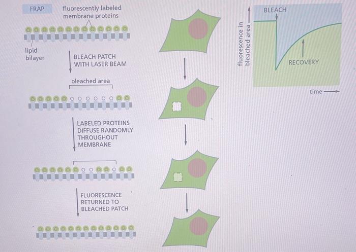 Solved Explain the experiment presented in Figure 11-34. | Chegg.com
