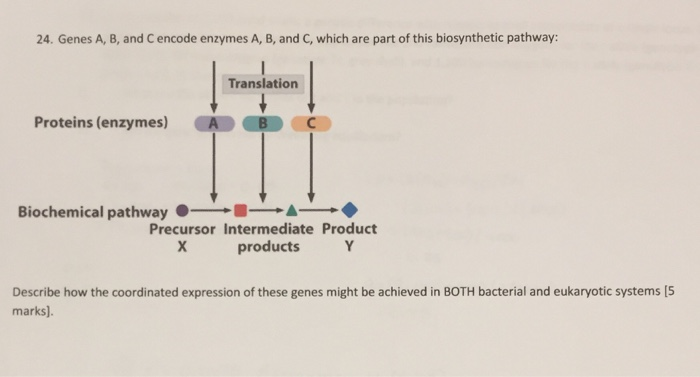 Solved 24. Genes A, B, And C Encode Enzymes A, B, And C, | Chegg.com