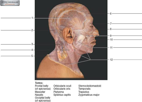 Solved: Identify the muscles indicated in the head and neck in