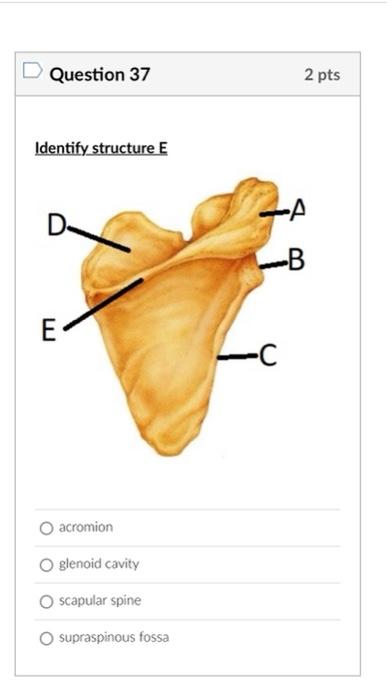 acromion
glenoid cavity
scapular spine
supraspinous fossa