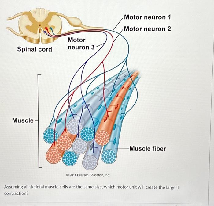 Solved Assuming all skeletal muscle cells are the same size, | Chegg.com