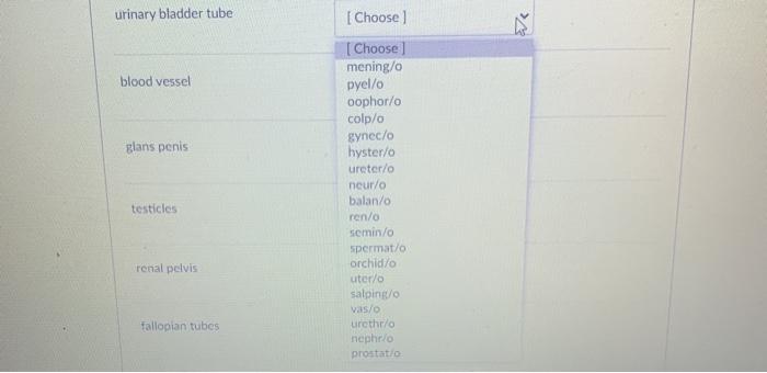 urinary bladder tube blood vessel glans penis [Choose [Choose mening/o pyello oophor/o colp/o gynec/o hyster/o ureter/o neur/