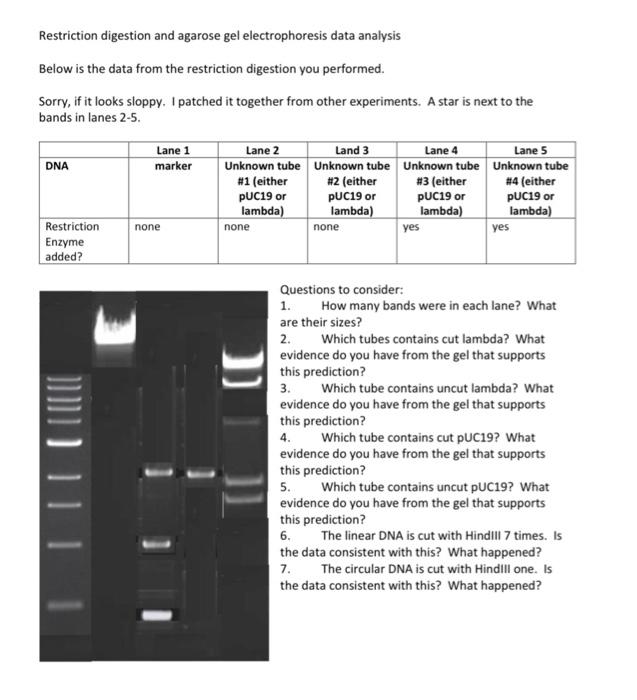 Restriction Digestion And Agarose Gel Electrophoresis | Chegg.com