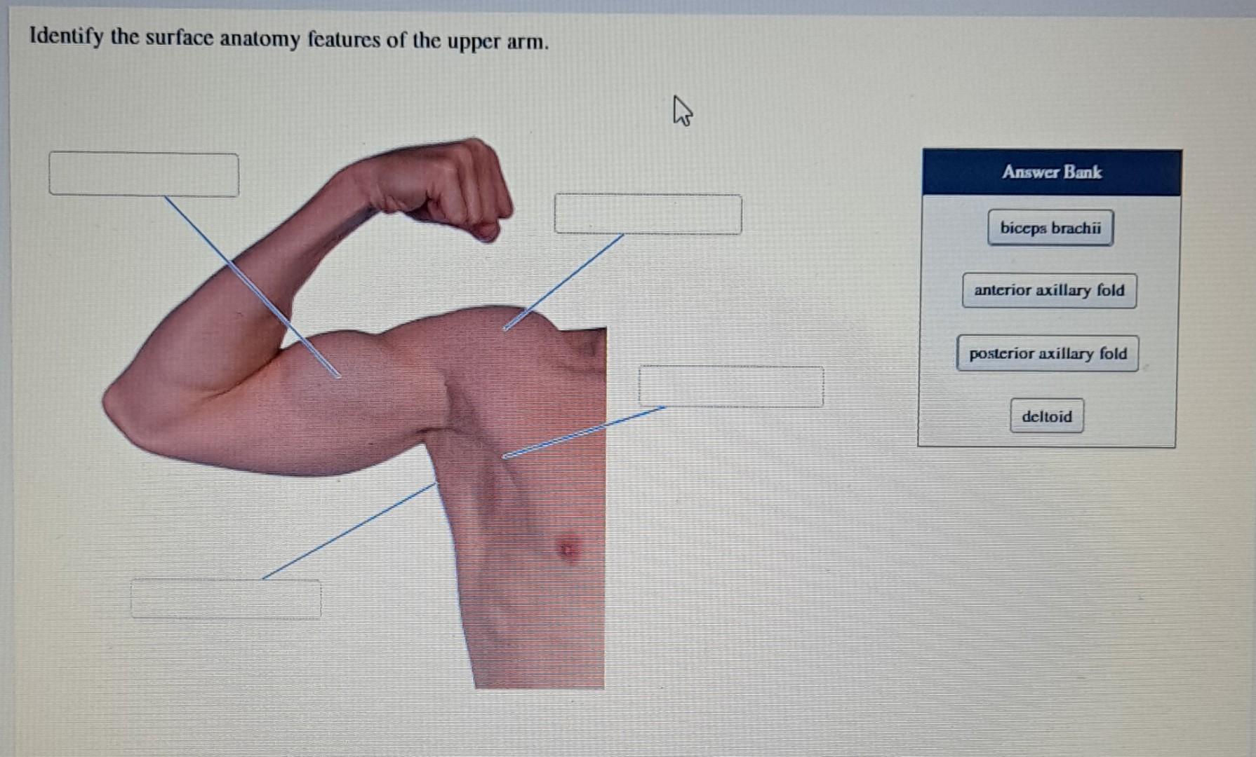 Posterior Axillary Fold