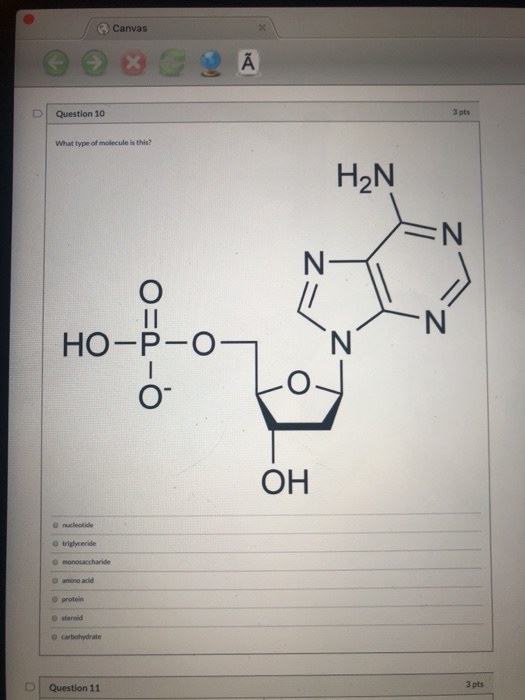 Solved Canvas A Question 10 3 Pts What Type Of Molecule I Chegg Com