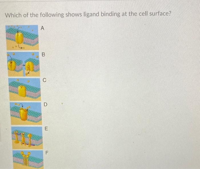 Solved Which of the following shows ligand binding at the | Chegg.com
