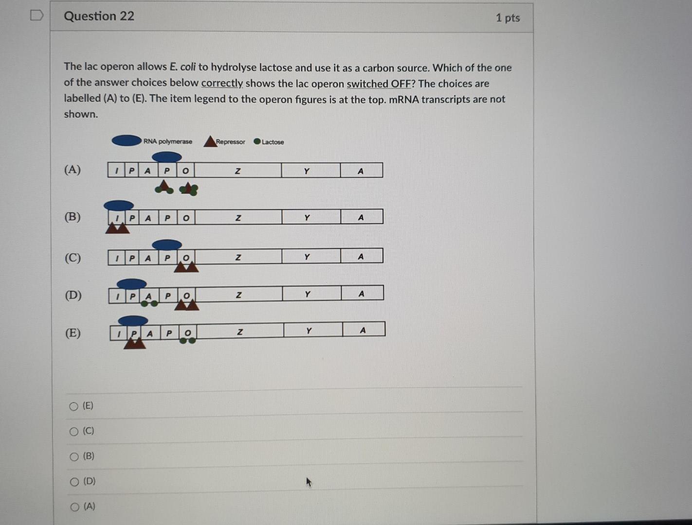 Solved Question 22 1 pts The lac operon allows E. coli to | Chegg.com