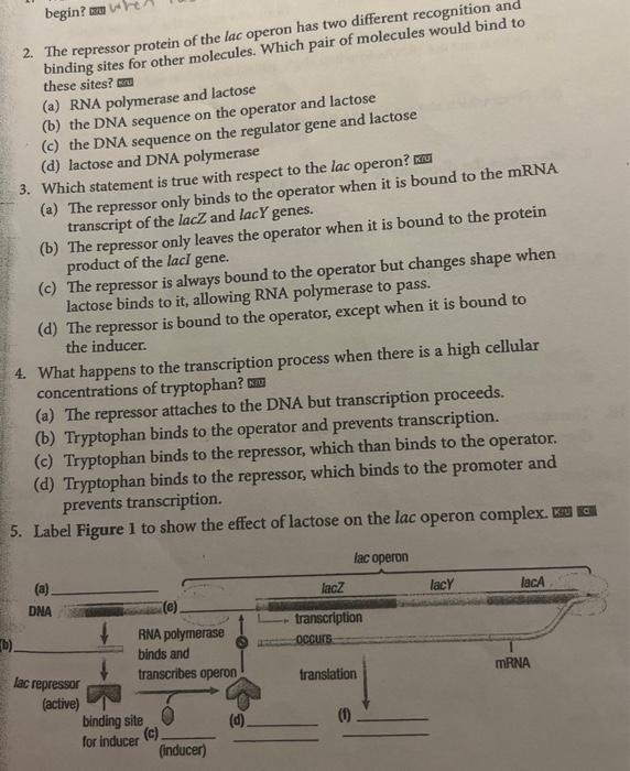 Solved 2. The repressor protein of the lac operon has two | Chegg.com