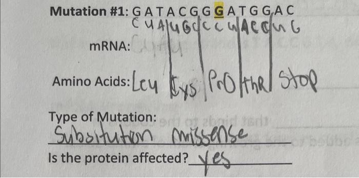 Solved Mutation \#1: G A T A C G G G A T G G A C mRNA: Amino | Chegg.com
