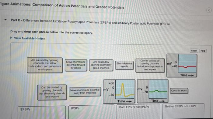 Solved Figure Animations: Comparison Of Action Potentials | Chegg.com