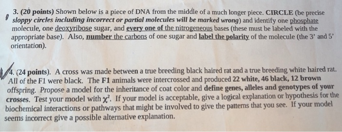 Solved 3. (20 points) Shown below is a piece of DNA from the | Chegg.com