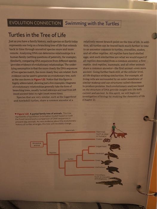 Solved EVOLUTION CONNECTION Swimming with the Turtles | Chegg.com