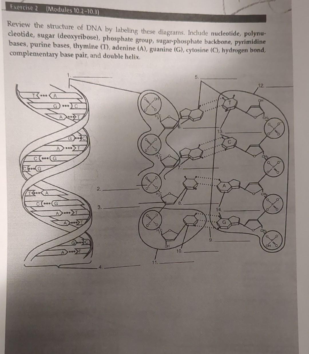 Solved Review the structure of DNA by labeling these | Chegg.com