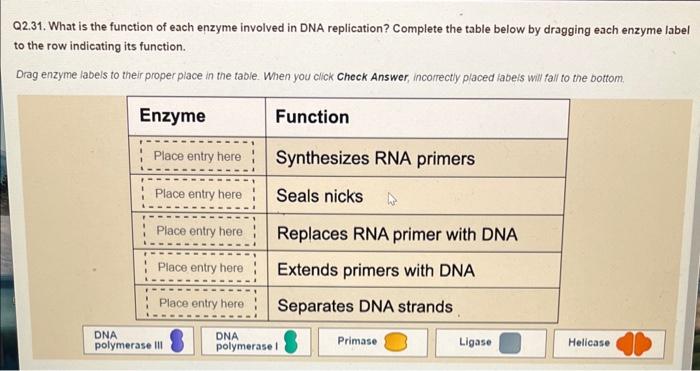 Q2.31. What is the function of each enzyme involved in DNA replication? Complete the table below by dragging each enzyme labe