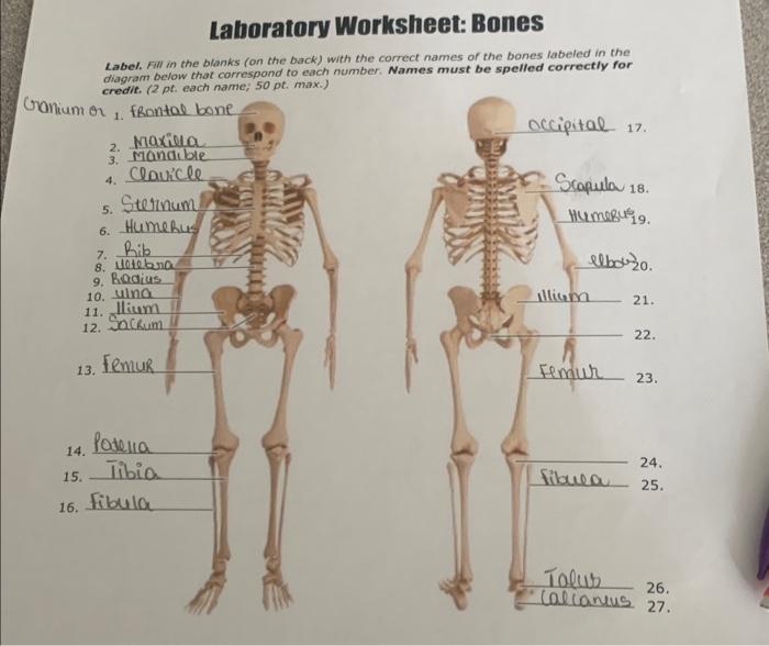Laboratory Worksheet: Bones Label. Fill in the blanks | Chegg.com