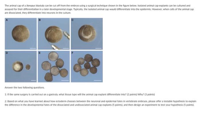 The arimal cap of a Xenopos blastula can be cut off from the embryo using a surgical technique shown in the figure below. Iso