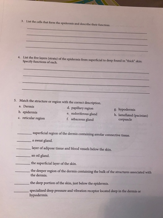 Solved 3. List the cells that form the epidermis and | Chegg.com