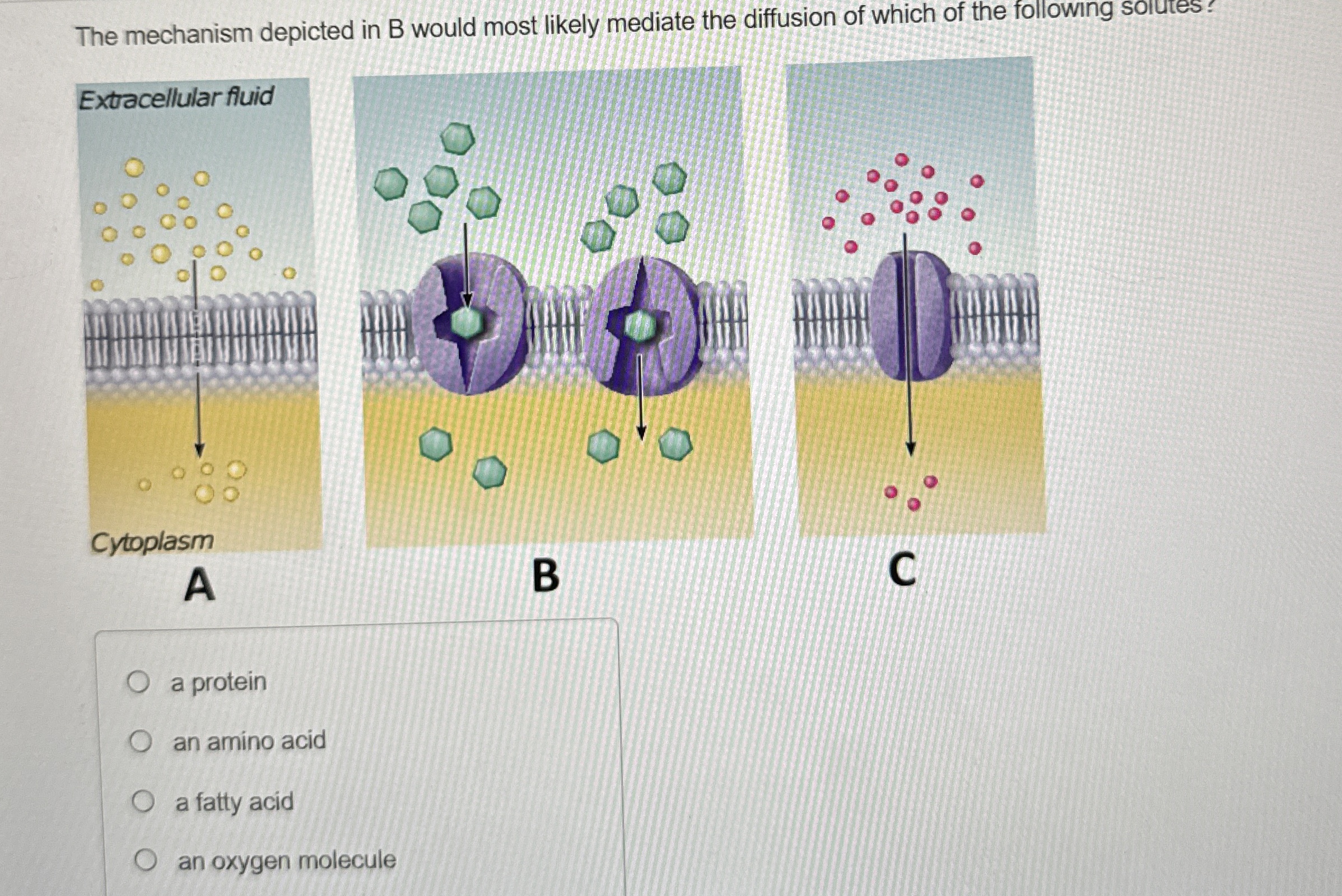 Solved The mechanism depicted in B would most likely mediate | Chegg.com