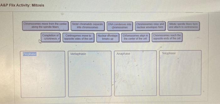 Solved A&P Flix Activity: Mitosis Chromosomes move from the | Chegg.com