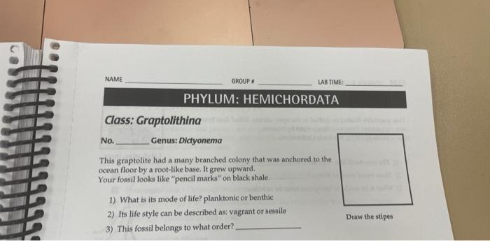 PHYLUM: HEMICHORDATA
Class: Graptolithina
\( \mathrm{NO}_{2} \) Genus: Dlctyonema
This graptolite had a many branched colony 