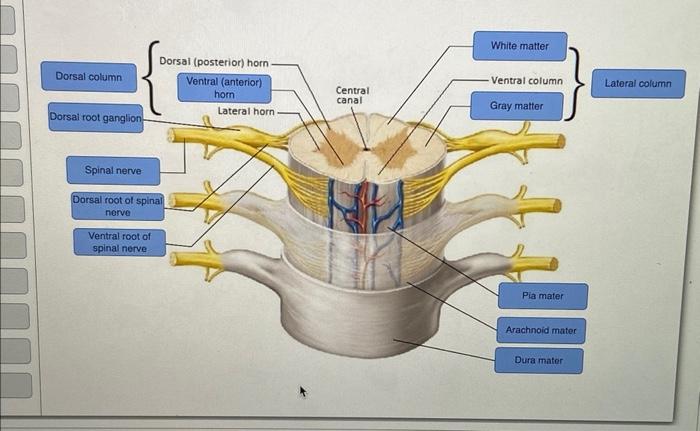 Dorsal column
Dorsal root ganglion
Dorsal (posterior) horn-
Ventral (anterior)
horn
Spinal nerve
Dorsal root of spinal
nerve
