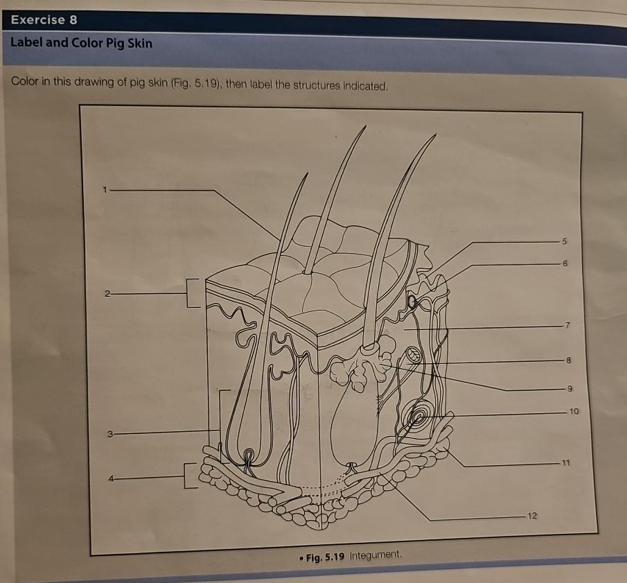 Solved Exercise 8Label and Color Pig SkinColor in this | Chegg.com