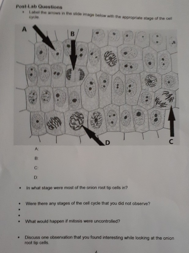 Solved Post Lab Questions • Label the arrows in the slide | Chegg.com