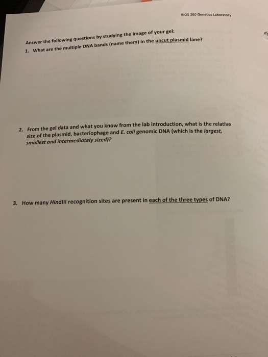 Solved BIOS 260 Genetics Laboratory Answer the following | Chegg.com