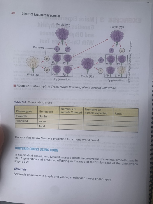 20 LABORATORY MANUAL Purple (Pp) Purple (PP)