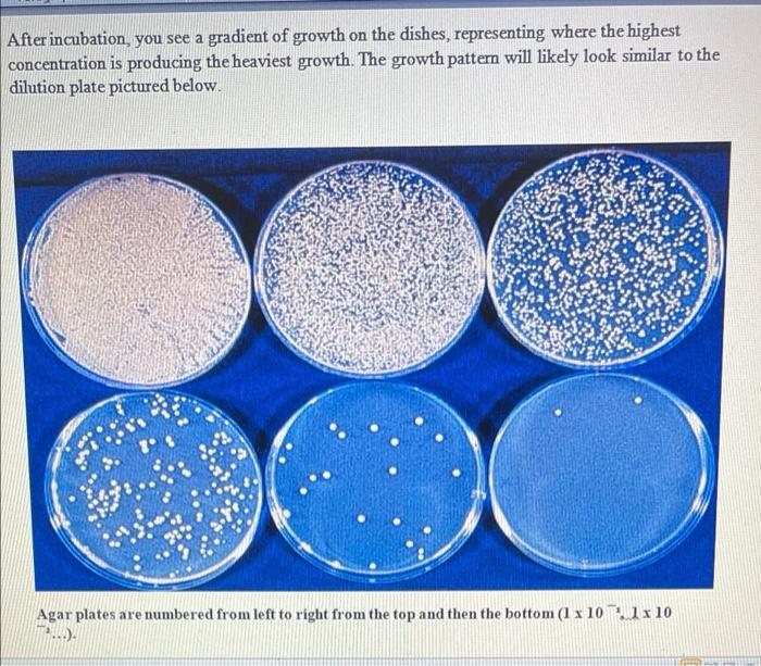 Solved After incubation, you see a gradient of growth on the