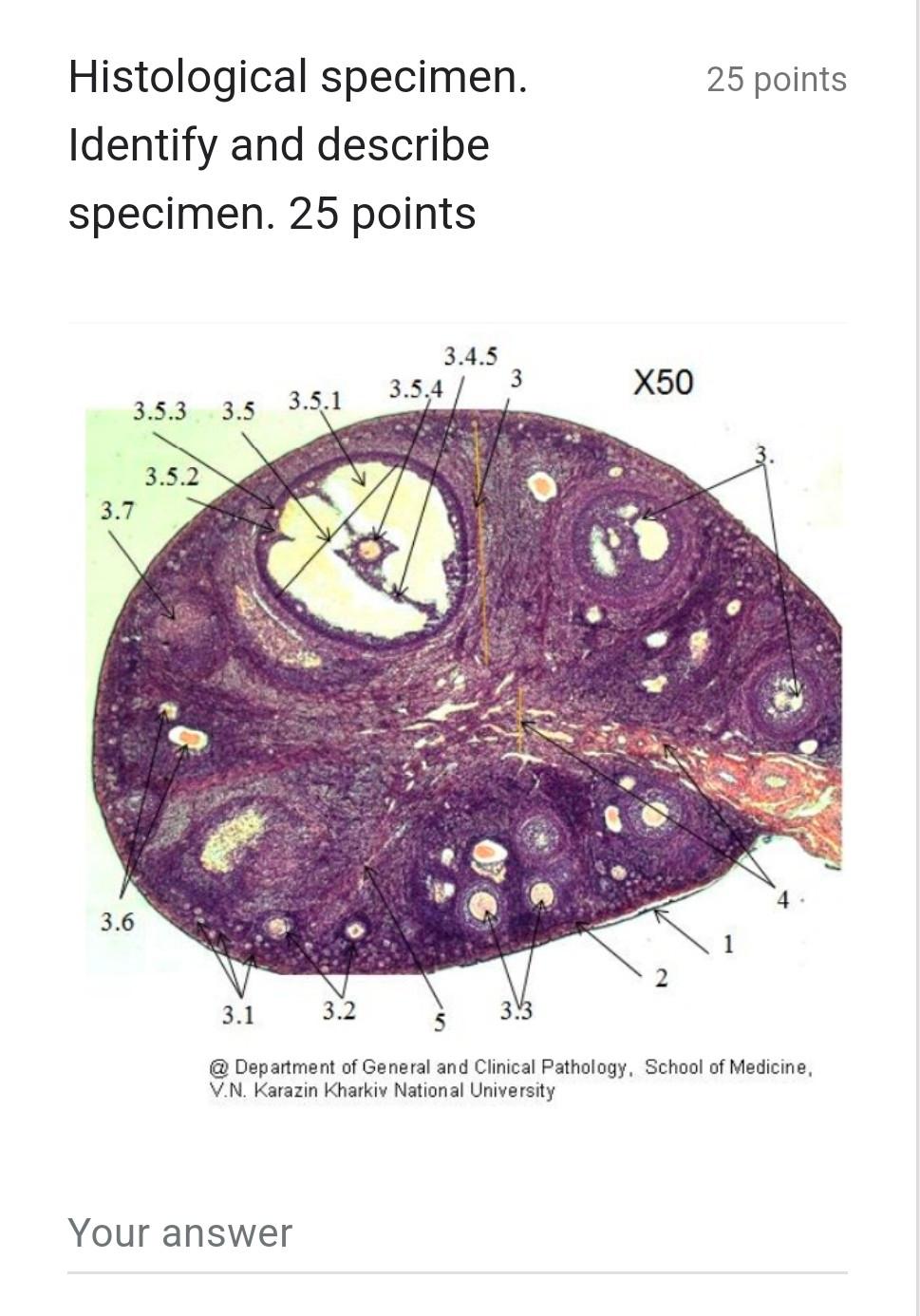 Solved Histological specimen. 25 points Identify and