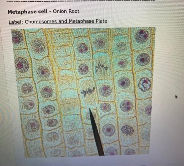Solved For this assignment you will have a total of 5 | Chegg.com
