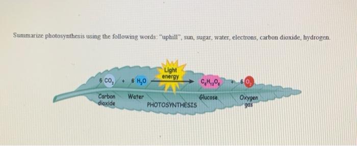 Solved Summarize Photosynthesis Using The Following Words: | Chegg.com