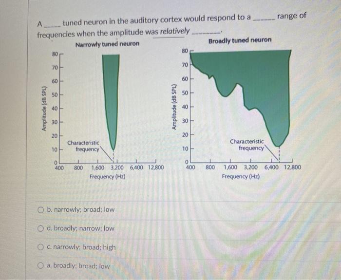 Solved range of A tuned neuron in the auditory cortex would | Chegg.com
