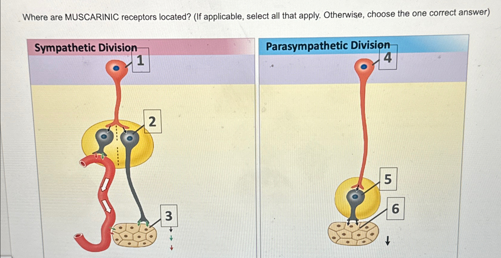 Solved Where are MUSCARINIC receptors located? (If | Chegg.com