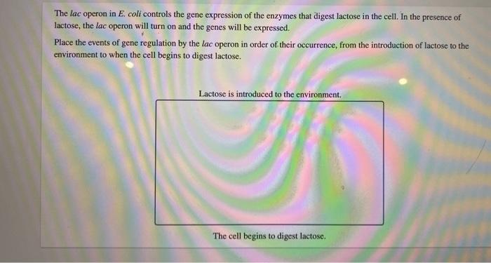 Solved The lac operon in E. coli controls the gene | Chegg.com