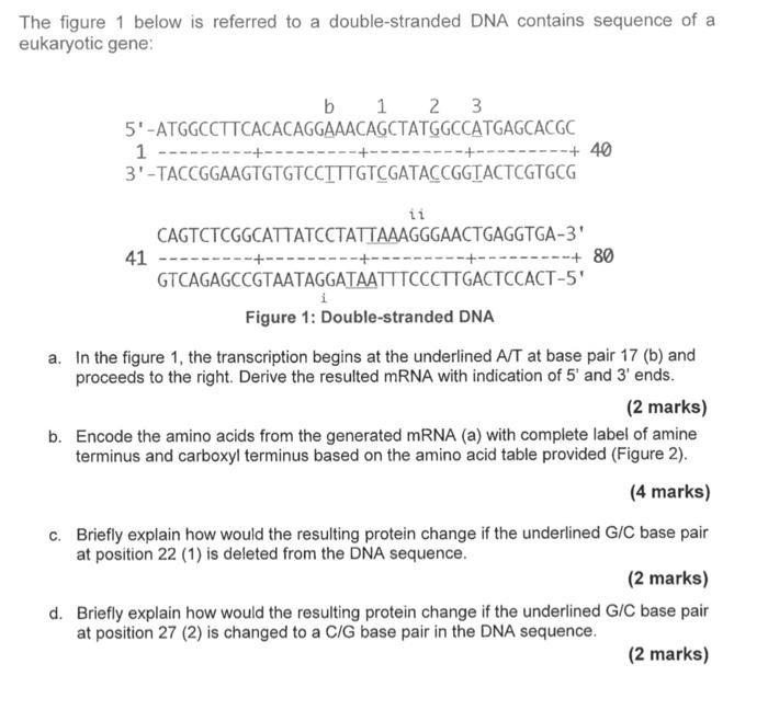 Solved The figure 1 below is referred to a double-stranded | Chegg.com