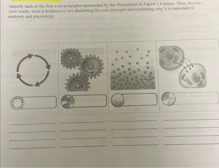 Solved Identify each of the four core principles represented | Chegg.com